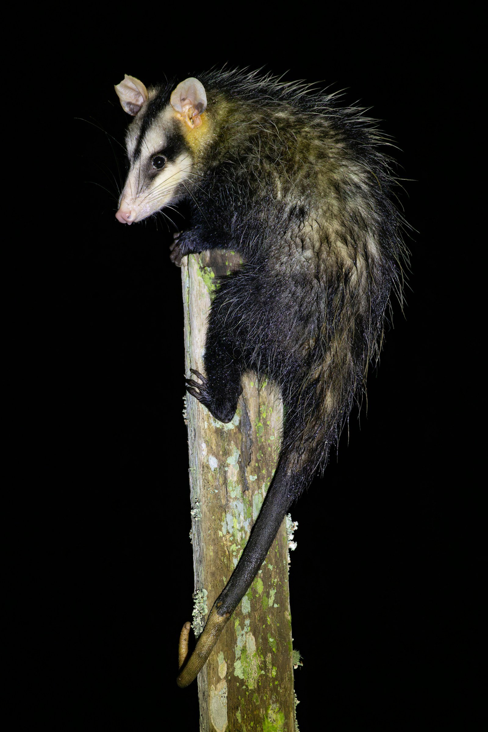 An alert opossum perched on a wooden post