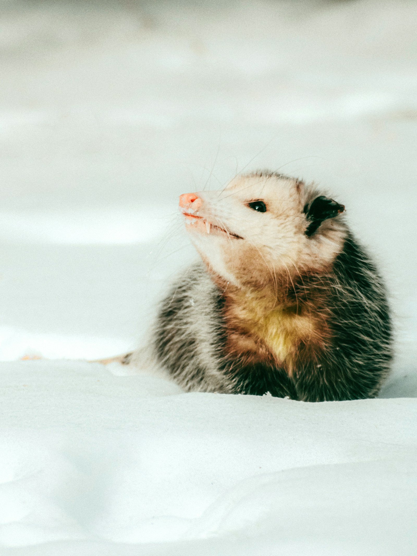 A curious opossum looking toward the camera