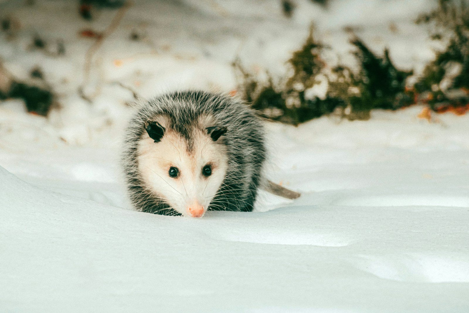 Close-up portrait of a Virginia opossum's face