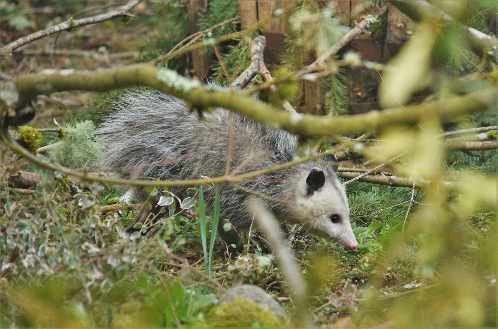 An opossum foraging through a green forest floor