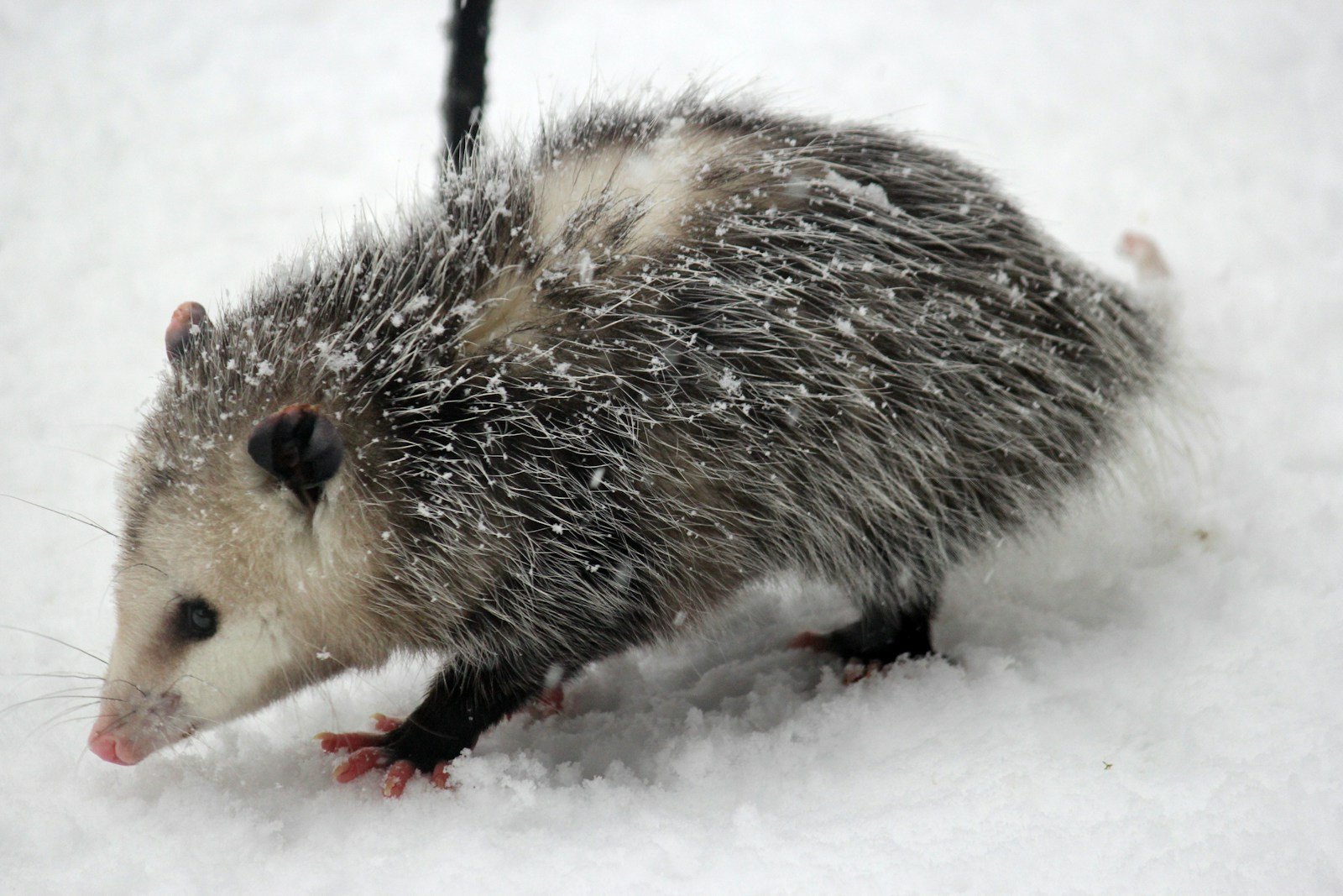 A wild opossum outdoors in natural surroundings